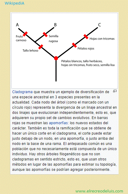 cladograma con diversificacion (71K)