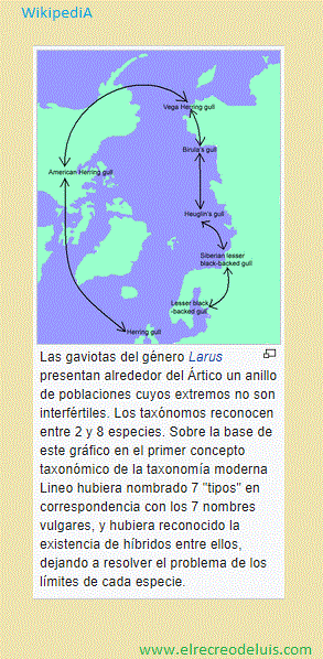 gaviotas larus (52K)
