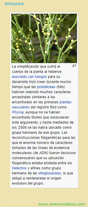 psilotaceas (84K)