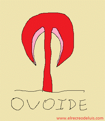 formas de setas, sombrero,ovoide. (41K)