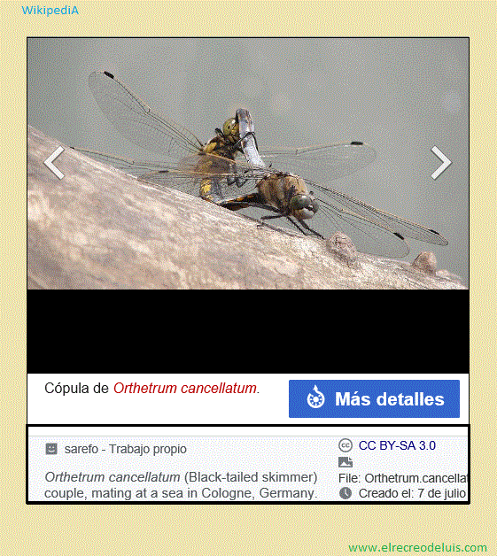 Orthetrum cancellatum (97K)