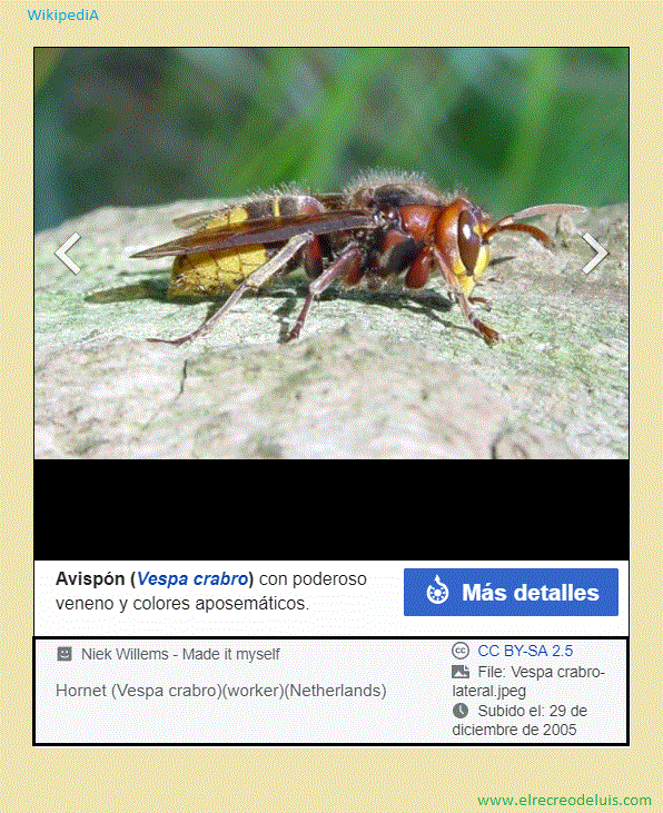 Vespa crabro (143K)