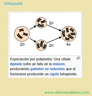 especiacion por poliploidia (28K)