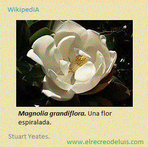 flor espiralada (34K)
